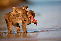 Japanese macaque (Macaca fuscata) standing in shallow water with baby on back, feeding on sweet potato after washing it, Kojima Island, Japan, November.