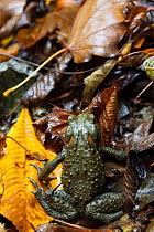 Japanese toad (Bufo japonicus) on leaves, it is diurnal here due to the large amount of moisture, Yoshino-Kumano National Park, Kansai Region, Japan, November.