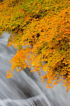 Maple (Acer sp) branches in autumn colours overhanging watefall, Mitarai Canyon, Tengawa Valley, Yoshino-Kumano National Park, Kansai, Japan, November.