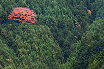 Maple (Acer sp) tree in a Japanese cedar (Cryptomeria japonica) plantation, Kansai Region, Japan, November 2008.