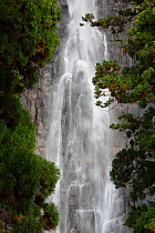 Nachi falls seen through coniferous trees, Kansai Region, Japan, November 2008.