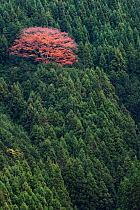 Maple (Acer sp) tree in a Japanese cedar (Cryptomeria japonica) plantation, Kansai Region, Japan, November 2008.