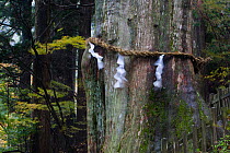 Sacred tree with rope tied around trunk, near the Tamaki-Jinja Temple, Yoshino-kumano  National Park, Kansai Region, Japan.