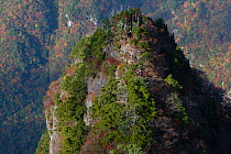 Odaigahara Mountain where the Kumano Kodo pilgrim path passes through, Yoshino-Kumano National Park, Kansai Region, Japan, November 2008.