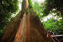Man standing next to large rainforest tree with chainsaw before felling it, South East Cameroon, August 2008.