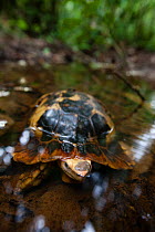 Forest hingeback tortoise (Kinixys erosa) in shallow woodland pool, Lobeke / Lake Lobak National Park, Cameroon, July.