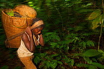 Baka woman carrying large basket while travelling through the rainforest, South East Cameroon, July 2008.
