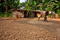 Peanuts (Arachis hypogaea) drying on the ground in Baka farm camp, the Baka lifestyle is becoming more sedentary with farming more common, South East Cameroon, July 2008.