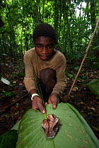 Baka man packing venomous Gabon viper (Bitis gabonica) head, killed during hunt, in leaf, South East Cameroon, July 2008.