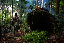 Baka woman making a Mongolu, a hut made from sticks and Ngongo (Megaphrynium macrostachyum) leaves, South East Cameroon, July 2008.