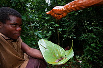 Baka man holding leaf to collect honey squeezed from hand, South East Cameroon, July 2008.