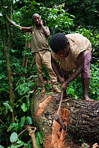 Two Baka men collecting honey from inside tree, South East Cameroon, July 2008.