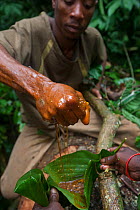 Baka man squeezing honey into leaf, South East Cameroon, July 2008.