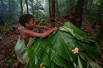 Baka woman making a Mongolus, a hut made from sticks and Ngongo (Megaphrynium macrostachyum) leaves, South East Cameroon, July 2008.