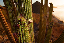 Organpipe cactus (Stenocereus thurberi) in flower, Sea of Cortez in the background, Baja California, Mexico, May.