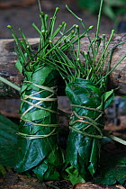 Traditional Baka salad preparation, known as "coco", leaves bundled together, Cameroon, South East Cameroon, July 2008.