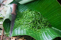 Traditional Baka salad preparation, known as "coco", leaves chopped up on large leaf, Cameroon, South East Cameroon, July 2008.