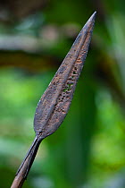 Close up of the tip of a spear handed down through generations of  Baka people, Cameroon, South East Cameroon, July 2008.