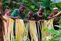 Baka man and boys making fiber crowns for a ceremony, South East Cameroon, July 2008.