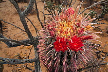 Fishhook barrel cactus (Ferocactus wislizeni) in flower, Vizcaino Desert, Baja California, Mexico, May.