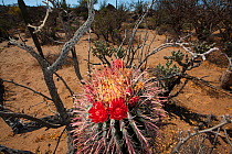 Fishhook barrel cactus (Ferocactus wislizeni) in flower, Vizcaino Desert, Baja California, Mexico, May.