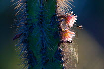 Senita (Lophocereus schotti) flower with a bee searching for pollen, Vizcaino Desert, Baja California, Mexico, May.