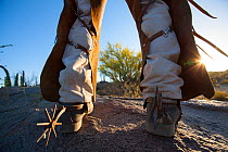 Cowboy's legs wearing chaps over trousers to protect himself from the spiny desert, Vizcaino Desert, Baja California, Mexico, May 2008.