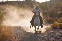 Cowboy on horse, galloping through Vizcaino Desert, Baja California, Mexico, May 2008.
