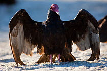 Turkey vulture (Cathartes aura) sunning itself, Vizcaino Desert, Baja California, Mexico, May.
