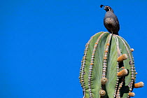 Male Gambel's quail (Callipepla gambelii) perched on top of an Elephant cactus (Pachycereus pringlei) Vizcaino Desert, Baja California, Mexico, May.