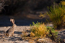 Black tailed jackrabbit (Lepus californicus) sitting, Vizcaino Desert, Baja California, Mexico, May.