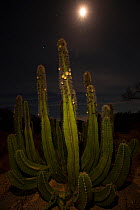 Senita cactus (Lophocereus / Pachycereus schottii) flowering, at night, Vizcaino Desert, Baja California, Mexico, May.