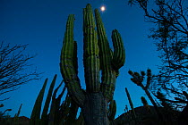 Elephant cactus (Pachycereus pringlei) at night, Vizcaino Desert, Baja California, Mexico, May.