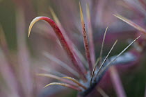 Fishhook barrel cactus (Ferocactus wislizeni) close up of spines, Vizcaino Desert, Baja California, Mexico, May.