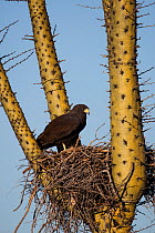 Harris' hawk (Parabuteo unicinctus) on nest in a Boojum tree (Fouquieria columnaris) Vizcaino Desert, Baja California, Mexico, May.