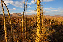 Boojum trees (Fouquieria columnaris) Vizcaino Desert, Baja California, Mexico, May.