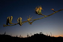 Agave (Agave sp) flower heads at sunset with distant silhouetted cacti, Vizcaino Desert, Baja California, Mexico, May.
