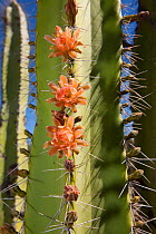 Senita cactus (Pachycereus  Lophocereus schottii) close up of flowers and spines, Vizcaino Desert, Baja California, Mexico, May.