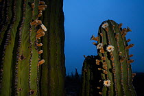 Elephant cactus (Pachycereus pringlei)  with flowers open just before dawn, Vizcaino Desert, Baja California, May.