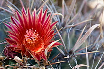 Fishhook barrel cactus (Ferocactus wislizeni) flower, Vizcaino Desert, Baja California, Mexico, May.