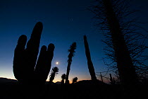 Boojum tree (Fouquieria columnaris), Elephant cactus (Pachycereus pringlei) and Datilillo (Yucca valida) silhouetted at night, Vizcaino Desert, Baja California, Mexico, May.