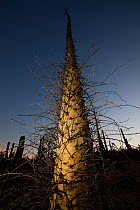 Boojum tree (Fouquieria columnaris) at dusk, Vizcaino Desert, Baja California, Mexico, May.