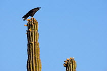 Raven (Corvus corax)  screaming perched on Elephant cactus (Pachycereus pringlei) Vizcaino Desert, Baja California, Mexico, May.