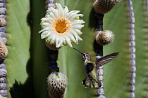 Black-chinned hummingbird (Archilochus alexandri) flying towards an Elephant cactus  (Pachycereus pringlei) flower, Vizcaino desert, Baja California, Mexico, May.