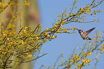 Black-chinned hummingbird (Archilochus alexandri) feeding on Foothill Palo verde (Cercidium / Parkinsonia microphyllum) nectar, Vizcaino Desert, Baja California, Mexico, May.