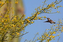 Black-chinned hummingbird (Archilochus alexandri) feeding on Foothill Palo verde  (Cercidium / Parkinsonia microphyllum) nectar, Vizcaino Desert, Baja California, Mexico, May.