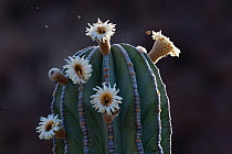 Elephant cactus (Pachycereus pringlei) in flower with bees looking for pollen, Vizcaino Desert, Baja California, Mexico, April.