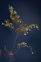 Creosote bush  (Larrea tridentata)  with fruit, Vizcaino Desert, Baja California, Mexico, April.