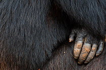 Chimpanzee (Pan troglodytes schweinfurthiii) hand gripping leg, Gombe National Park, Tanzania.