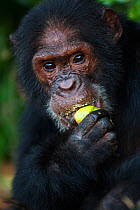 Chimpanzee (Pan troglodytes schweinfurthiii) eating mango, Gombe National Park, Tanzania, October.